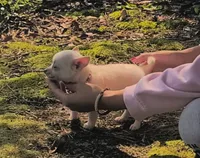 Tiny "Mochi" the Pomchi with (Video), a female Chihuahua and Pomeranian for sale in Lake View, SC – 7 of 7