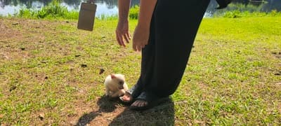 Tiny "Mochi" the Pomchi with (Video), a female Chihuahua and Pomeranian for sale in Lake View, SC – 3 of 7