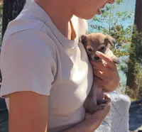 Maverick , a male Chihuahua for sale in Greenville, SC – Photo 1 of 10