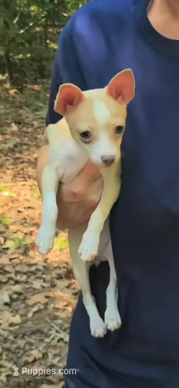 Honey – Chihuahua puppy for sale in Sumter, SC