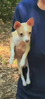 Honey, a female Chihuahua for sale in Sumter, SC – 1 of 3