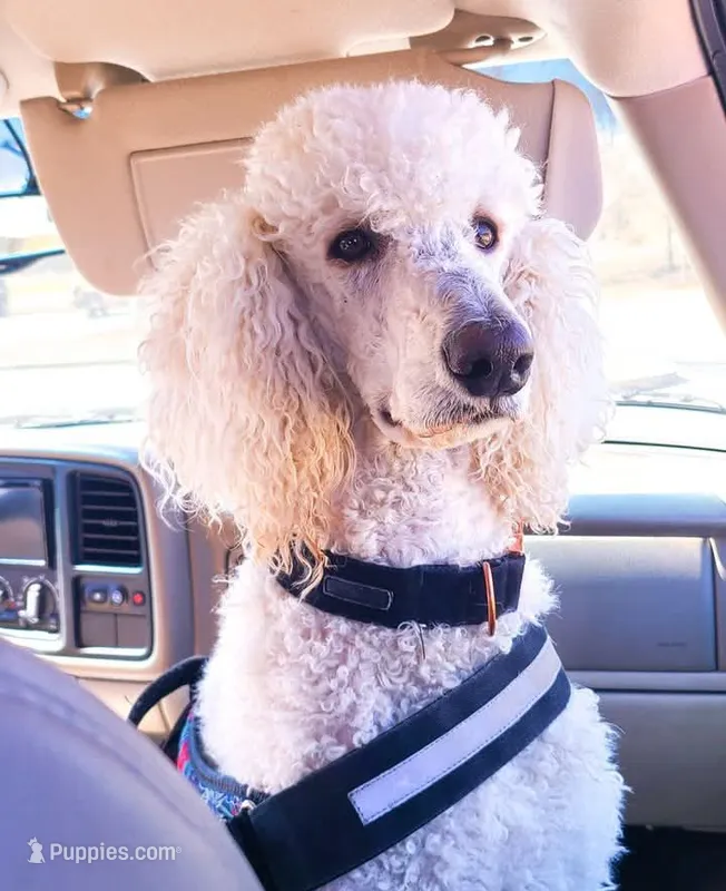 Toffee – Poodle - Standard  puppy for sale in Sumter, SC