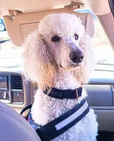 Toffee, a male Poodle - Standard  for sale in Sumter, SC – 1 of 5