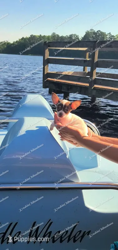Teacup Bon Bon (Videos) – Chihuahua puppy for sale in Lake City, SC
