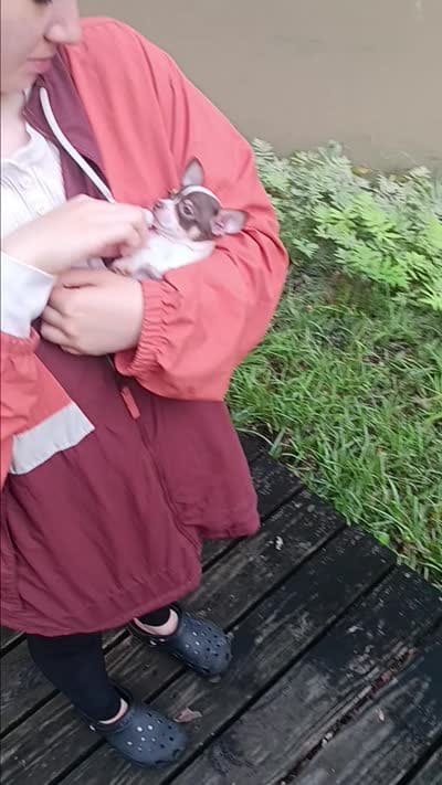 Teacup Bon Bon (Video), a female Chihuahua for sale in Blackville, SC – 4 of 10