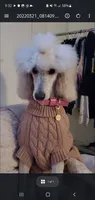 Toffee, a male Poodle - Standard  for sale in Sumter, SC – 5 of 5