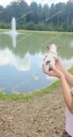 Bon Bon, a female Chihuahua for sale in Blackville, SC – 4 of 7