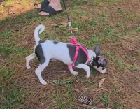 Blueberry , a female Chihuahua for sale in Lake View, SC – 5 of 7