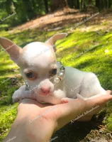 Micro Bella (video in desc), a female Chihuahua for sale in Bishopville, SC – 9 of 10