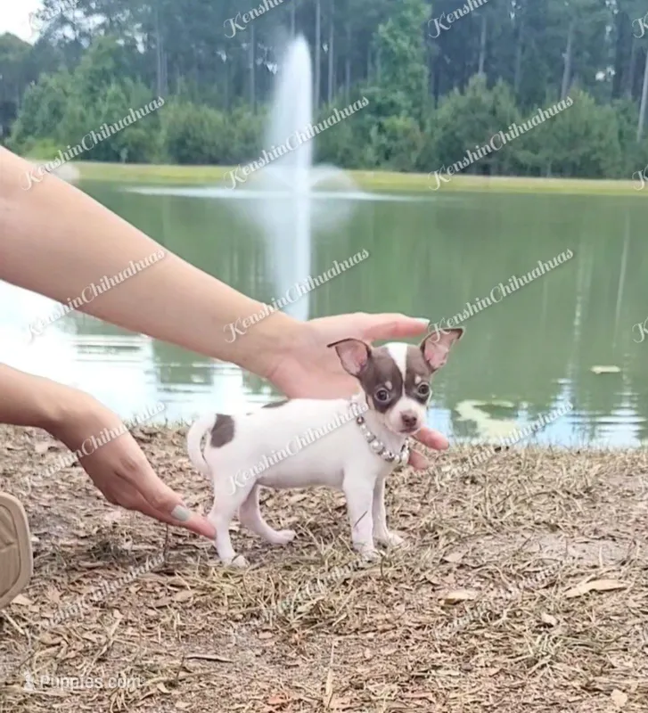 Bon Bon – Chihuahua puppy for sale in Blackville, SC