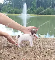Bon Bon, a female Chihuahua for sale in Blackville, SC – 1 of 7