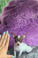 Bon Bon, a female Chihuahua for sale in Blackville, SC – 5 of 7