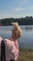 Tiny "Mochi" the Pomchi with (Video), a female Chihuahua and Pomeranian for sale in Lake View, SC – 5 of 7