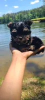 Teacup Mochi, a male Yorkshire Terrier for sale in Pickens, SC – 2 of 7