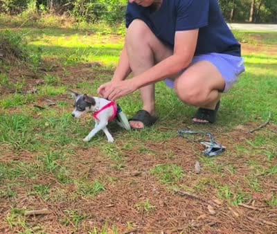 Blueberry , a female Chihuahua for sale in Lake View, SC – 7 of 7
