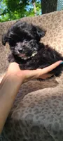 Lumi, a female Papillon and Morkie for sale in Pickens, SC – Photo 3 of 5
