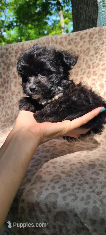 Lumi – Papillon, Morkie puppy for sale in Pickens, SC