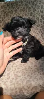 Lumi, a female Papillon and Yorkshire Terrier for sale in Pickens, SC – 7 of 8
