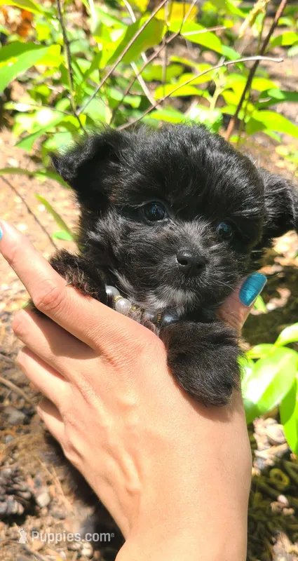 Lumi – Papillon, Yorkshire Terrier puppy for sale in Pickens, SC