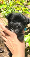Lumi, a female Papillon and Yorkshire Terrier for sale in Pickens, SC – 1 of 8