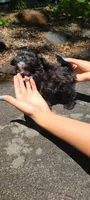 Lumi, a female Papillon and Morkie for sale in Pickens, SC – Photo 5 of 5