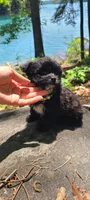 Lumi, a female Papillon and Yorkshire Terrier for sale in Pickens, SC – 8 of 8
