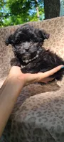 Lumi, a female Papillon and Morkie for sale in Pickens, SC – Photo 4 of 5
