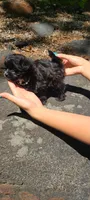 Lumi, a female Papillon and Morkie for sale in Pickens, SC – Photo 2 of 5