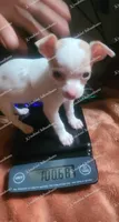 Micro Bella (video in desc), a female Chihuahua for sale in Bishopville, SC – 3 of 10