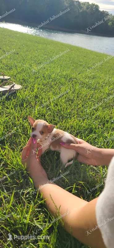 Teacup Tweety – Chihuahua puppy for sale in Pickens, SC