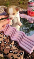 Teacup Tweety, a female Chihuahua for sale in Pickens, SC – Photo 5 of 9
