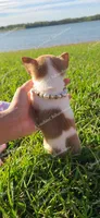 Teacup Tweety, a female Chihuahua for sale in Pickens, SC – Photo 8 of 9