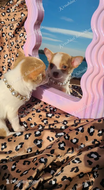 Teacup Tweety – Chihuahua puppy for sale in Pickens, SC