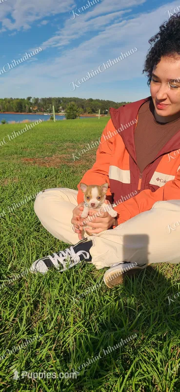 Teacup Tweety – Chihuahua puppy for sale in Pickens, SC