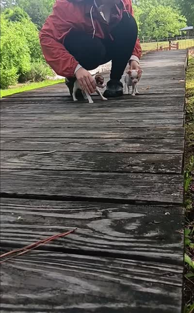Teacup Bon Bon (Video), a female Chihuahua for sale in Lake City, SC – 2 of 9