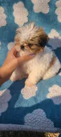 Pep, a female Shih Tzu for sale in Pickens, SC – Photo 6 of 8