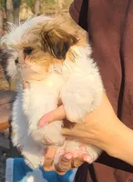 Pep, a female Shih Tzu for sale in Pickens, SC – Photo 2 of 8