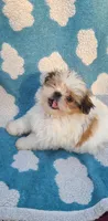 Pep, a female Shih Tzu for sale in Pickens, SC – Photo 1 of 8