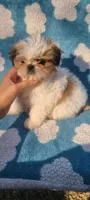 Pep, a female Shih Tzu for sale in Pickens, SC – Photo 5 of 8