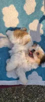 Pep, a female Shih Tzu for sale in Pickens, SC – Photo 4 of 8