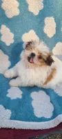 Pep, a female Shih Tzu for sale in Pickens, SC – Photo 8 of 8