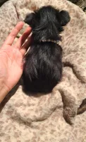 Mimi, a female Papillon and Morkie for sale in Pickens, SC – Photo 5 of 5