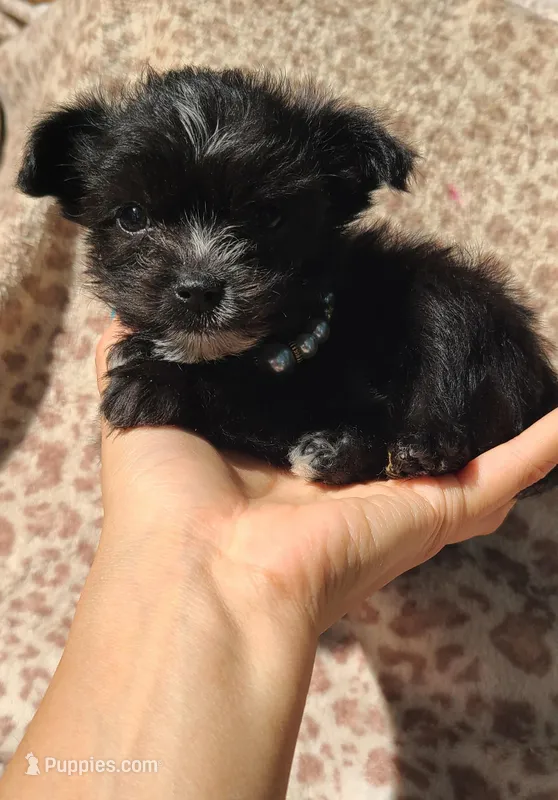 Mimi – Papillon, Morkie puppy for sale in Pickens, SC
