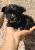 Mimi, a female Papillon and Morkie for sale in Pickens, SC – Photo 1 of 5