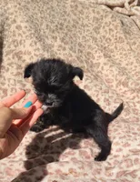 Mimi, a female Papillon and Morkie for sale in Pickens, SC – Photo 4 of 5