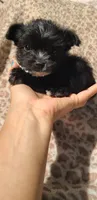 Mimi, a female Papillon and Morkie for sale in Pickens, SC – Photo 3 of 5