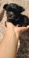 Mimi, a female Papillon and Morkie for sale in Pickens, SC – Photo 2 of 5