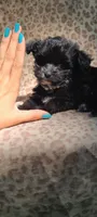 Mimi, a female Papillon and Yorkshire Terrier for sale in Pickens, SC – 8 of 8