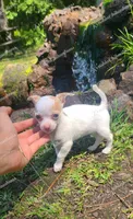 Micro Bella (video in desc), a female Chihuahua for sale in Bishopville, SC – 5 of 10