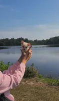 Tiny "Mochi" the Pomchi with (Video), a female Chihuahua and Pomeranian for sale in Lake View, SC – 2 of 7